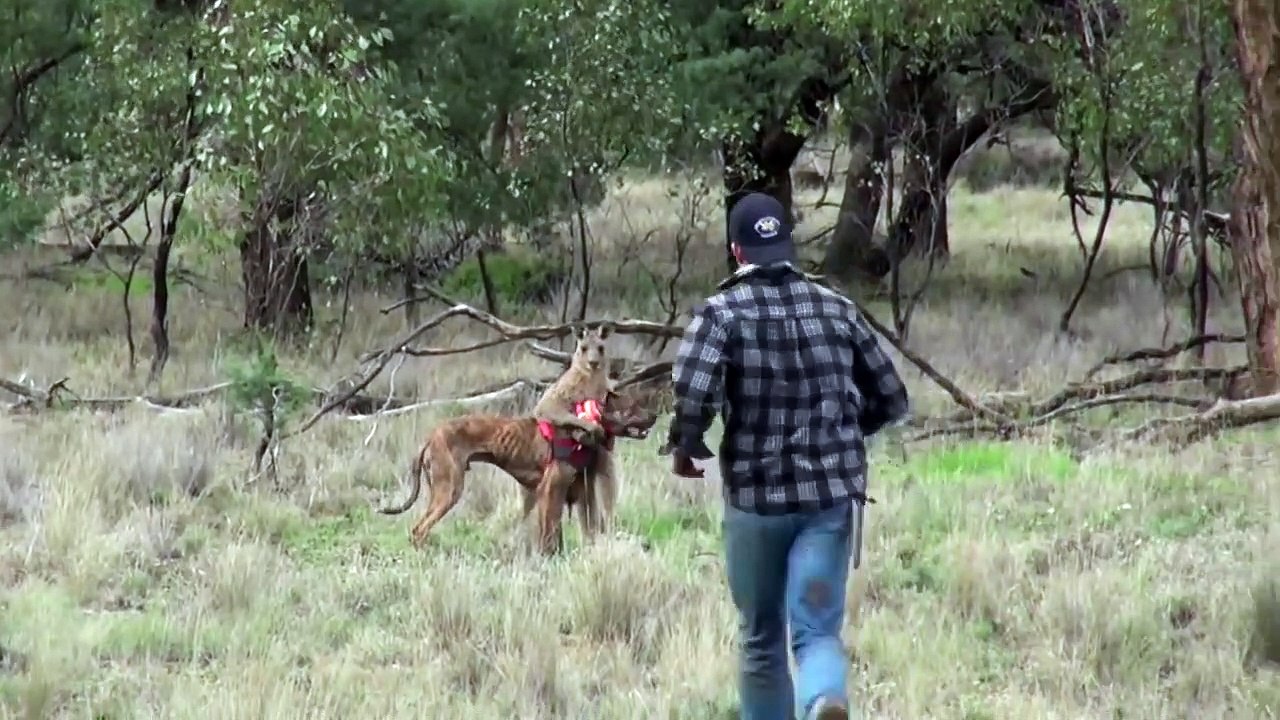 Un homme combattant des kangourous pour protéger son chien