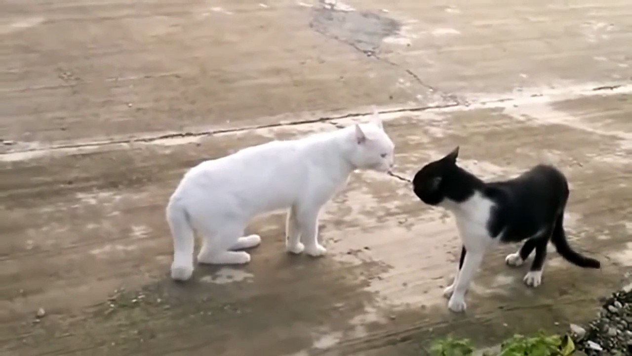 Un chat mignon hésite