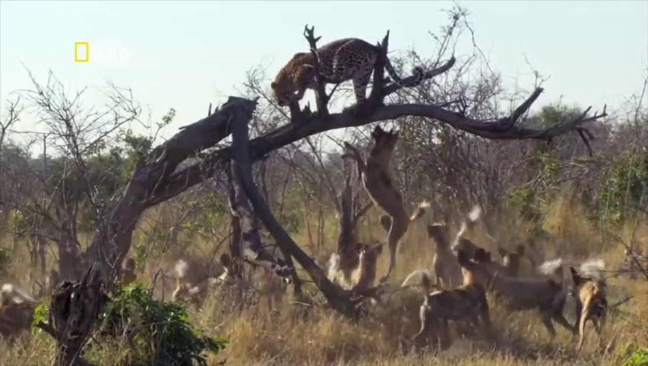Enemigos_ETERNOS__Licaones_acorralan_a_un_LEOPARDO.___National_Geographic_en_Esp