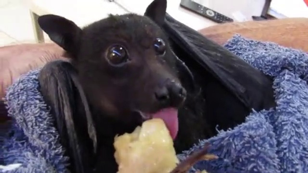 Humphrey_the_bat_eats_a_banana