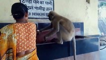 Human and Animal Bond - Thirsty Monkey and Women Help The Animal
