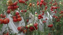 Serasında 'çuvalla' para kazanan elektronik mühendisi bu kez domatesle gündemde