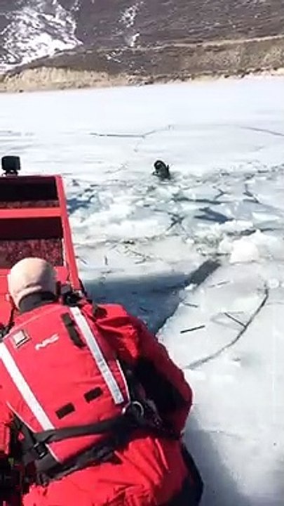 Increíble rescate de este perro en aguas heladas