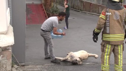 Tải video: Kimyasal maddeden zehirlenen köpeği kurtarmak için seferber oldular