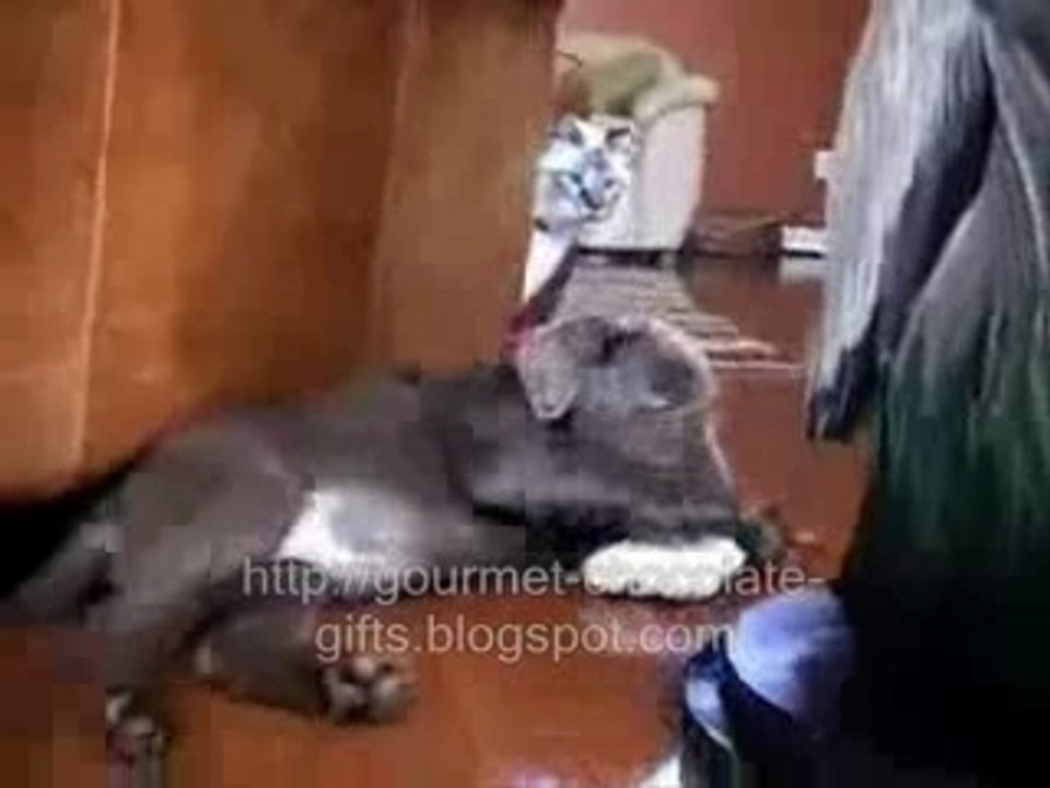 Fighting Cat
