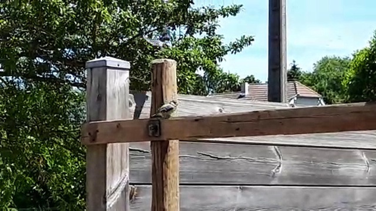 Haute-Saône : maman mésange donne la becquée à son petit