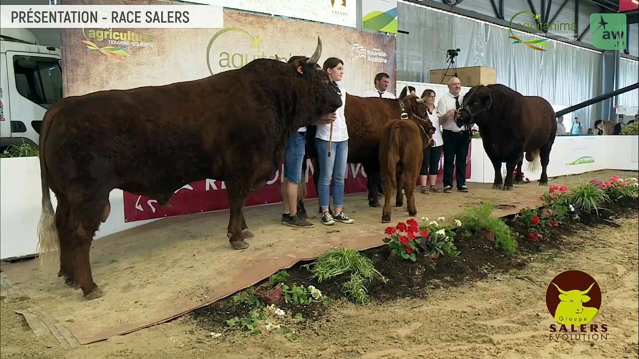 Aquitanima 2019 - Présentation des races CHAROLAISE, PARTHENAISE, SALERS, JERSIAISE