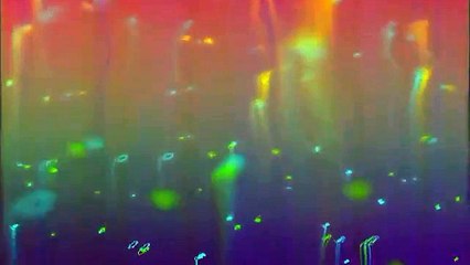 Kaktus - Light