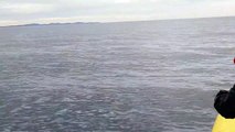 Surgissant de nulle part, cette baleine saute entièrement hors de l'eau !