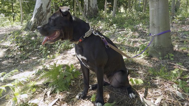 Bilbao inicia una campaña de adopción de perros