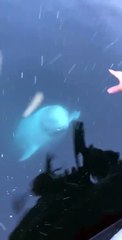 Beluga recoge un móvil que cayó al agua