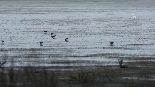 Bu kuşlara ve güzelliğe yazık, bu güzelliği öldürmeyelim