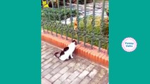 Gatti pazzi ✪ Gatti divertenti ✪ Prova a non ridere #43