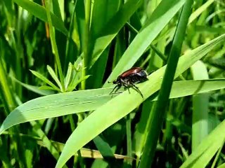 Hanneton Horticole est un gros coléoptère qui porte le nom scientifique de Phyllopertha Horticola