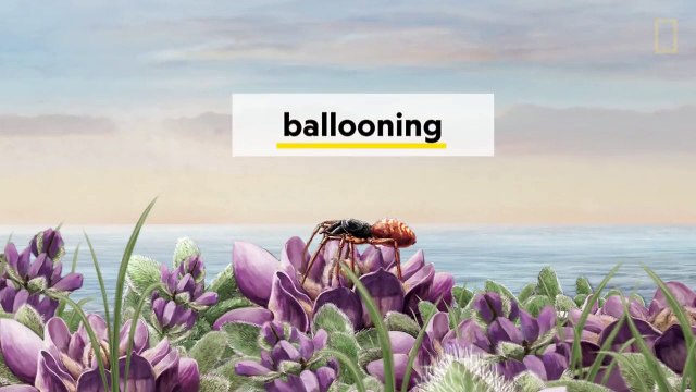 How Spiders Use Electricity to Fly - Decoder