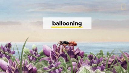 How Spiders Use Electricity to Fly - Decoder