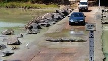 Caimán cruza carretera y corta el paso a los coches