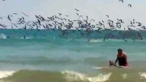 Quand des centaines de pélicans plongent en même temps dans la mer