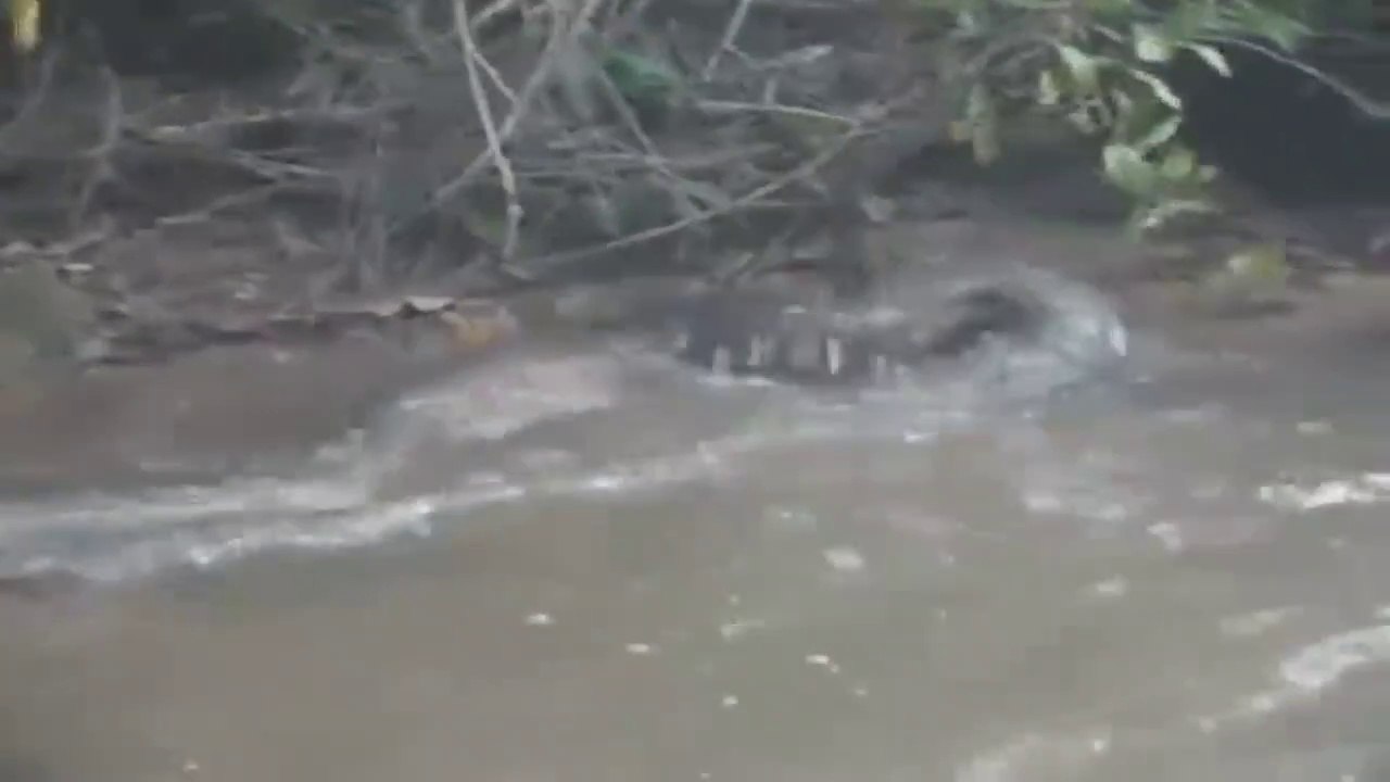 Un homme inconscient vient tirer un anaconda par la queue