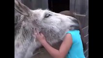 Cet âne est vraiment amoureux de sa maitresse... Adorable