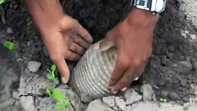 Il déterre un tatou et s'amuse avec... animal adorable