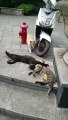 Un chat pris en flag avec sa maitresse dans la rue !