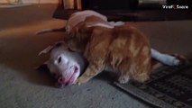 Cute Kitten Licks Pitbull