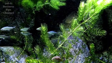 Fish Farming Business Idea in Pakistan