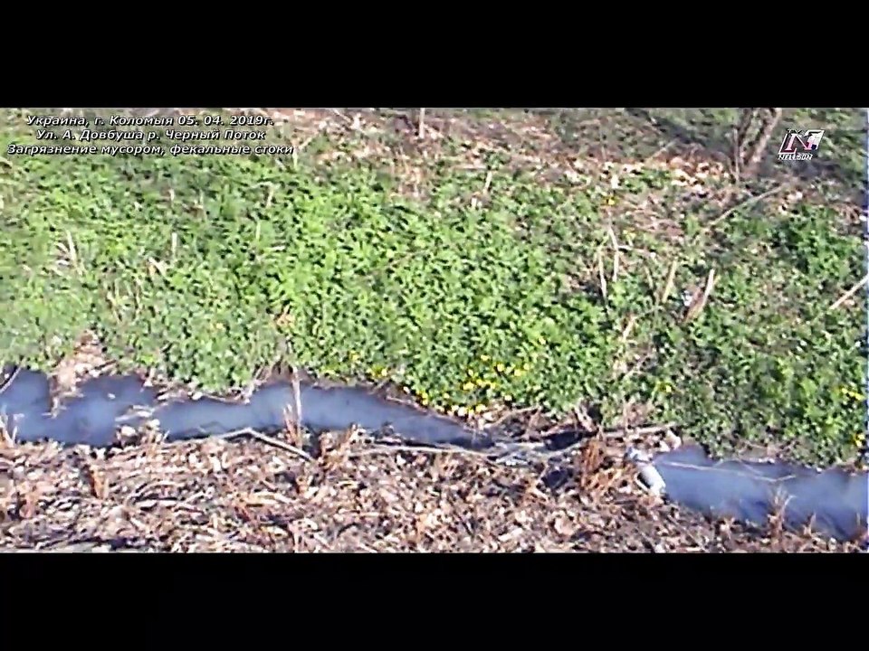 Загрязнение рек,- Украина, г. Коломыя 05.04.2019