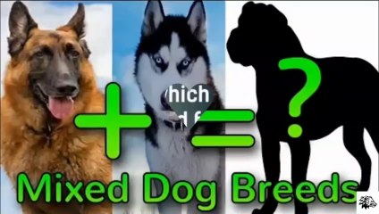 15 Incredible Mixed Cross Hybrid Breed Dogs