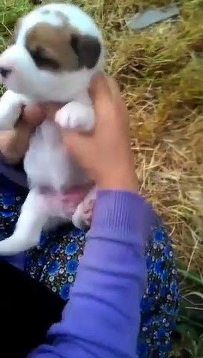 Yavru Köpekleri ve Annelerini Pek Bir Güzel Seven Teyzemiz