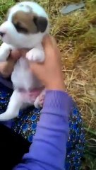 Yavru Köpekleri ve Annelerini Pek Bir Güzel Seven Teyzemiz