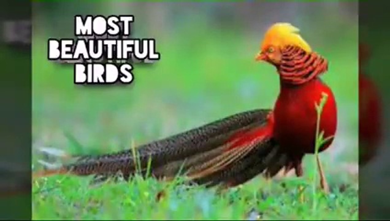 World's most beautiful bird 2019