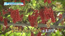 [HEALTH] What foods are good for relieving menopausal symptoms?,기분 좋은 날20190603