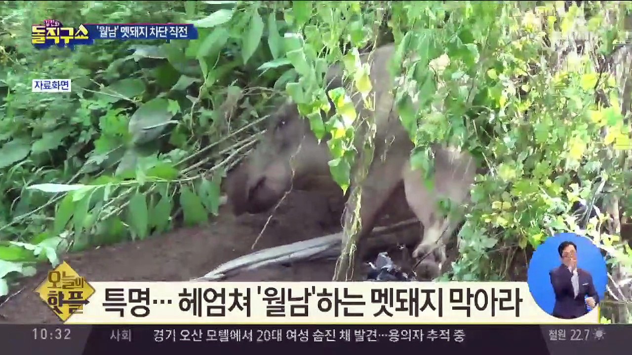 [핫플]‘치사율 100%’ 한강 건너는 ‘탈북 멧돼지’ 주의보