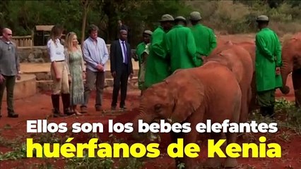 Internacional | Bebé elefante choca con Melania Trump