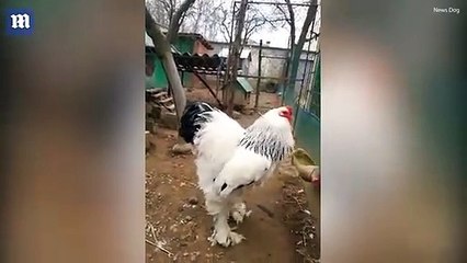 Najveci pjetao na svijetu od Ljubise iz Prijedora