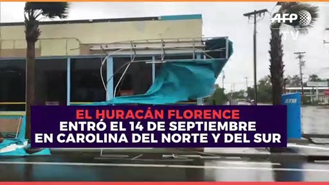 Internacional | Estos animales han corrido peligro por el huracán Florence