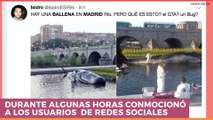 Internacional | ¿Es real la sorprendente ballena encallada en Madrid?