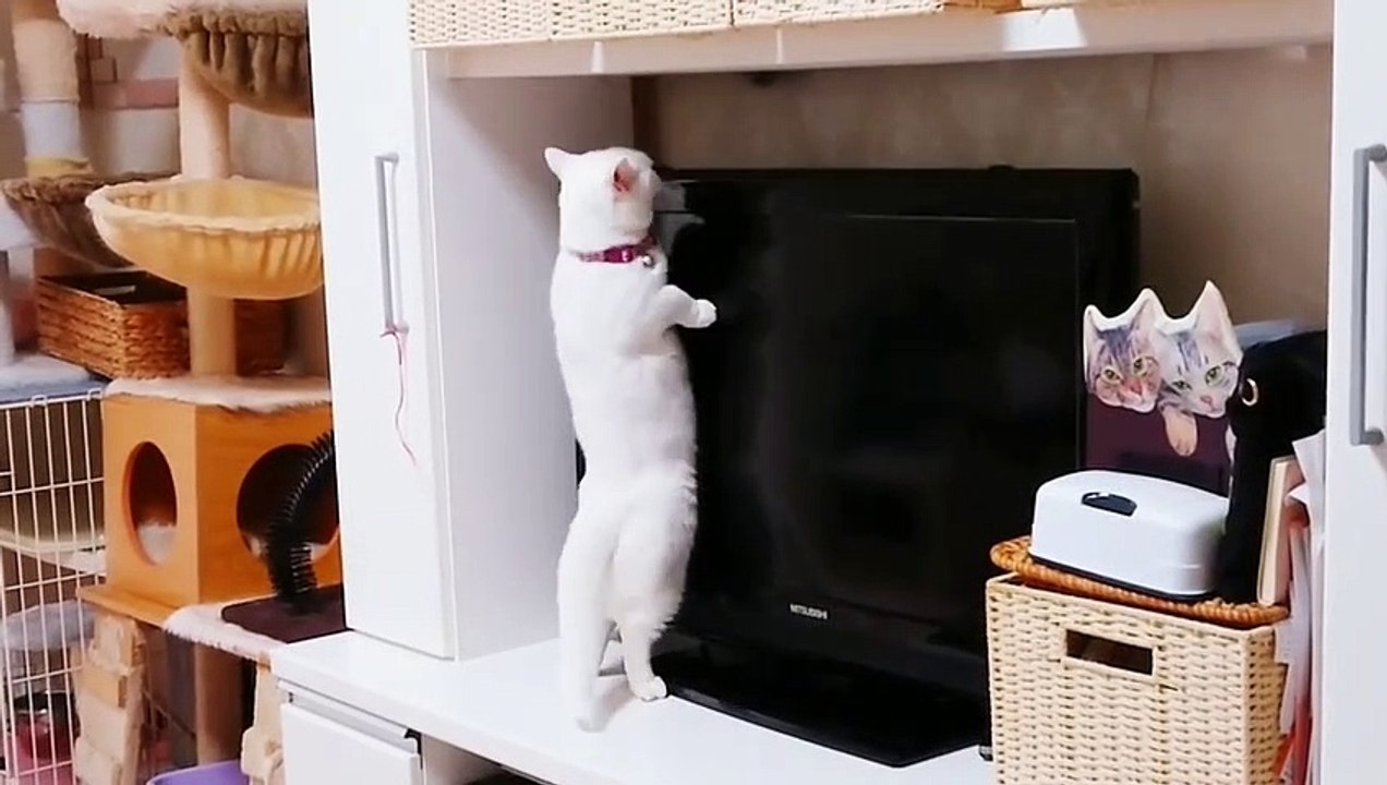 Funny And Cute Cats -2019