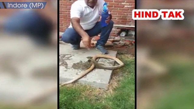 A Wildlife Activist Rescued and saved a life of a snake in MP’s Indore. #Wildlife #Rescued #Animal