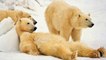 Polar Bears Are Doing Fine! ...Despite Global Warming Hysteria