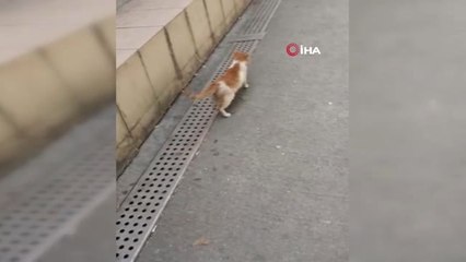 Uzun uğraşlar sonunda yakalanan yaralı kedi tedavi altına alındı