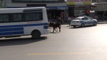 Bursa'da şehrin göbeğinde trafiğe çıkan iki eşek sürücüleri zor durumda bıraktı