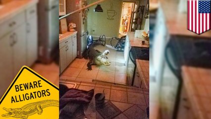 11-foot alligator breaks into home and gets "the good stuff"