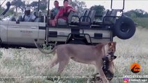 Il licaone si finge morto per scampare alla leonessa affamata