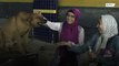 Animais abandonados de Cairo ganham alimentos de voluntários
