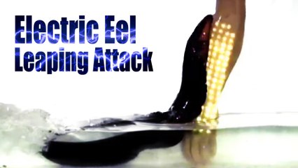 Electric Eel in Action