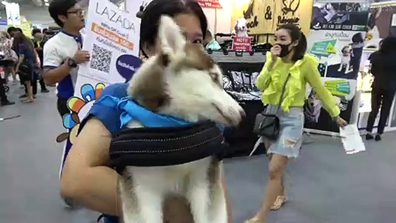 Pampered pooches at Bangkok pet show