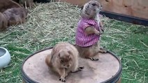 Prairie dogs in T-shirts at pet show in Thailand